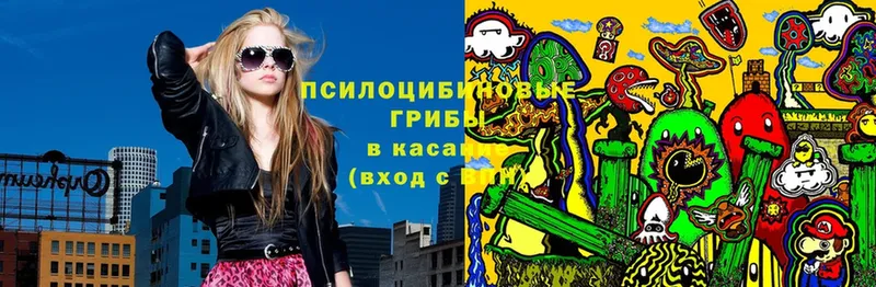 Псилоцибиновые грибы Psilocybe  кракен ССЫЛКА  Ишим 